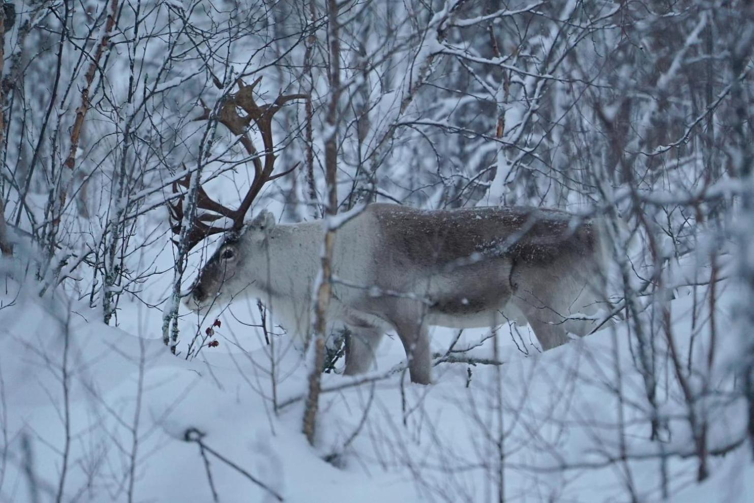Viihtyisae Moekki Riekkojen Mailla Hetassa Villa Enontekiö Exteriör bild